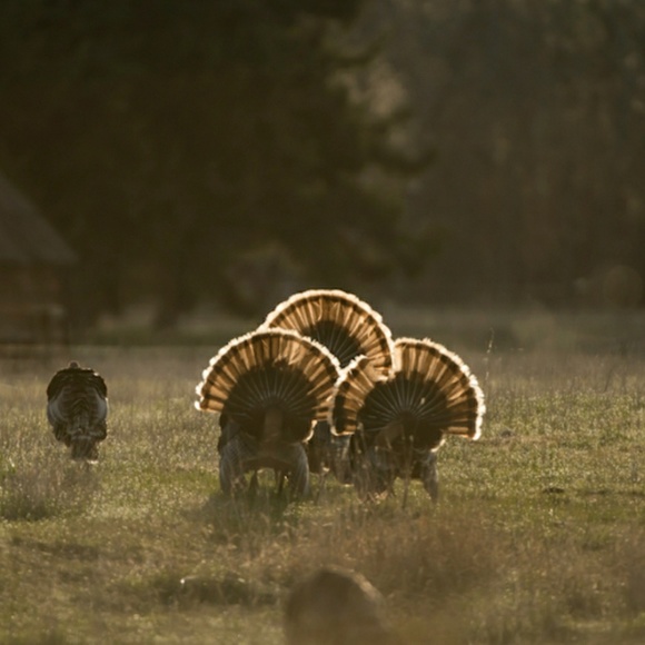 Meet your poshers, Margaret and Raul - Picture 4 of 4